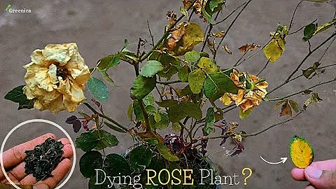 5 Razones por las que las plantas de rosa están muriendo