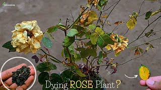 5Reasons / Why the Rose Plant is Dying?  Pure Greeny