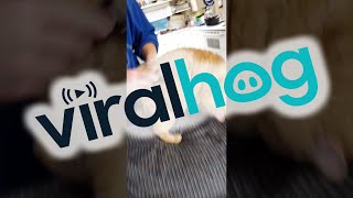 Cat Warbles When Groomed || ViralHog