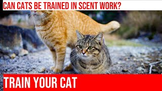Training Your Cat for Scent Work & Tracking: Benefits & Challenges