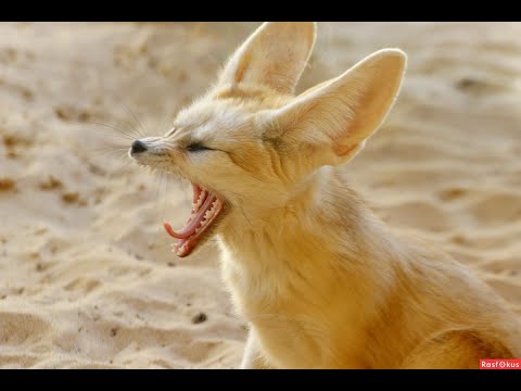 حقائق غريبة عن ثعلب الفنك