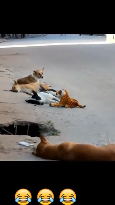 Harimau vs Anjing.. Wowwww #prank #prankvideo #harimau #fyp #fypシ゚viral