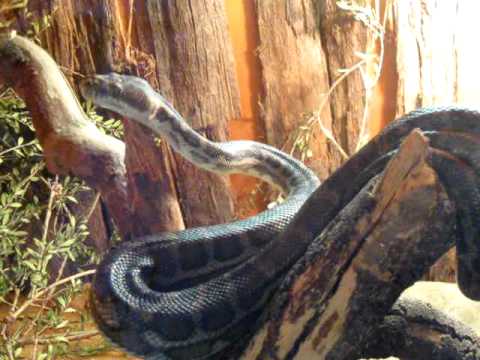 Python - Children's Python?