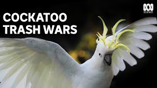 Cockatoo v human: Who will win? | The Secret Lives Of Our Urban Birds