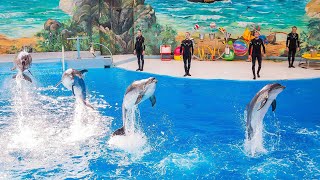 Большой Сочинский дельфинарий l СОЧИ 2023 l Момент из шоу дельфинов l