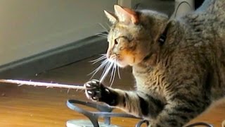 Cat Plays With Shoes