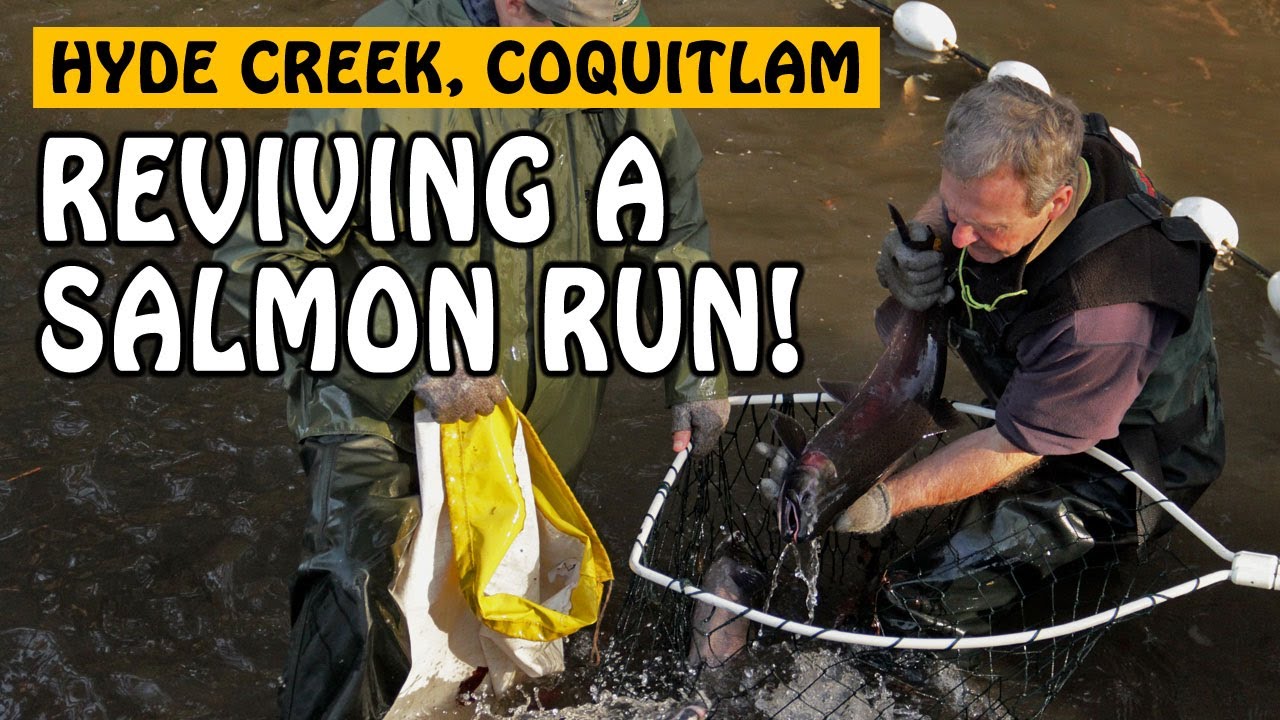 Hyde Creek's Success Story Reviving a Salmon Run in an Urban Stream