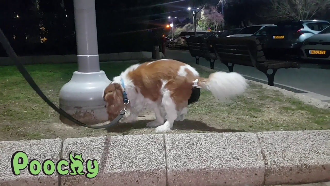 poop bags that attach to dogs tail