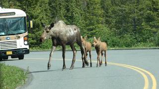 Details 2026 WhaleCoast Alaska National Parks Tour News