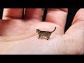 Worlds smallest cat  cute tiny and mean