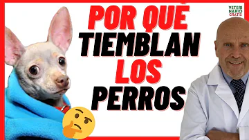 ¿Por qué tiemblan los perritos?