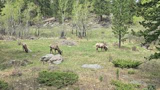 When You're an Elk, You Aren't a Moose, But You Have Friends #nature #beautiful #omnom