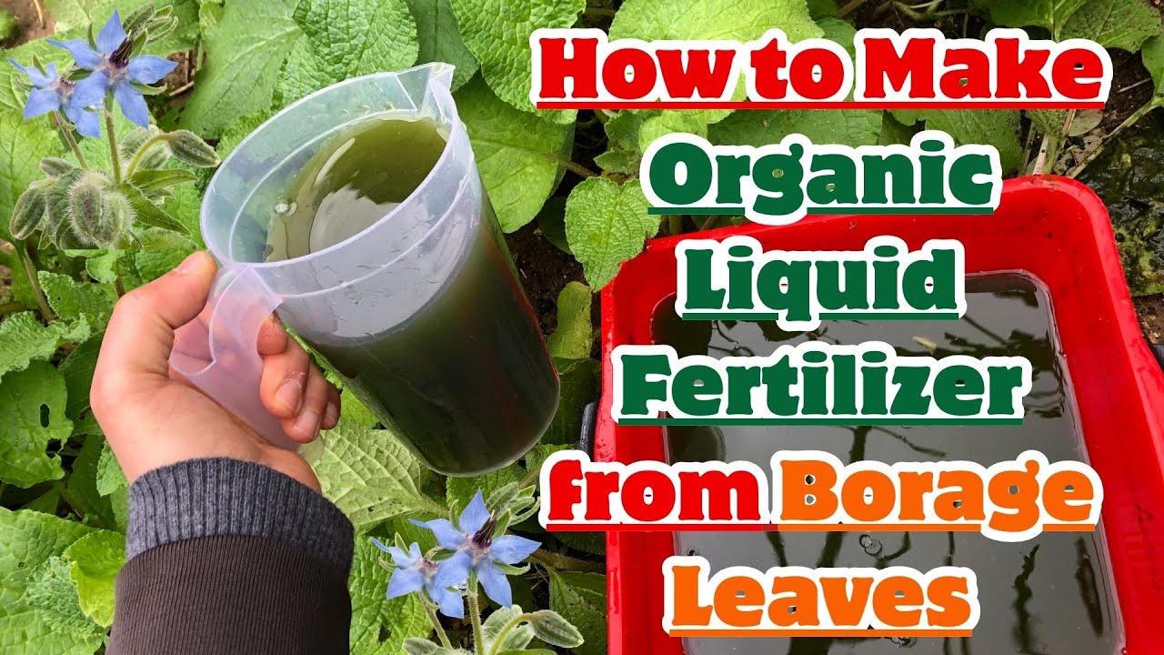 Как приготовить органическое жидкое удобрение из листьев огуречника 🍃 #огуречник #удобрение #орга...