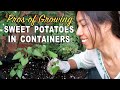 Growing Sweet Potatoes in Container