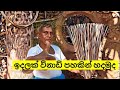 How to make Broom/ඉවත දමන පොල් අත්තකින් හදමුද ඉස්තරම් ඉදලක්..