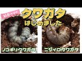 【クワガタ】幼虫クジ引いてクワガタ飼育スタート！