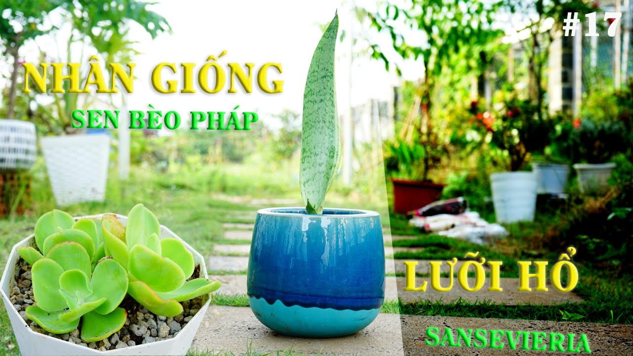 inuyasha tap 71 17 Cách trồng & chăn sóc cây Lưỡi hổ CỰC đơn giản ThienPhamOfficialLifewithplants Sansevieria