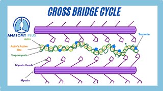 Cross Bridge Cycle Made Simple