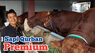 Sapi Qurban Premium Harga Ringan hasil Pakai  Pelet di Sapi Mas Farm