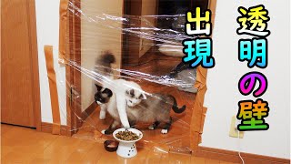 猫にサランラップの壁を張って餌を与えた、いじわるドッキリ映像ｗｗｗ by 猫実験室 6,404 views 3 years ago 9 minutes, 33 seconds