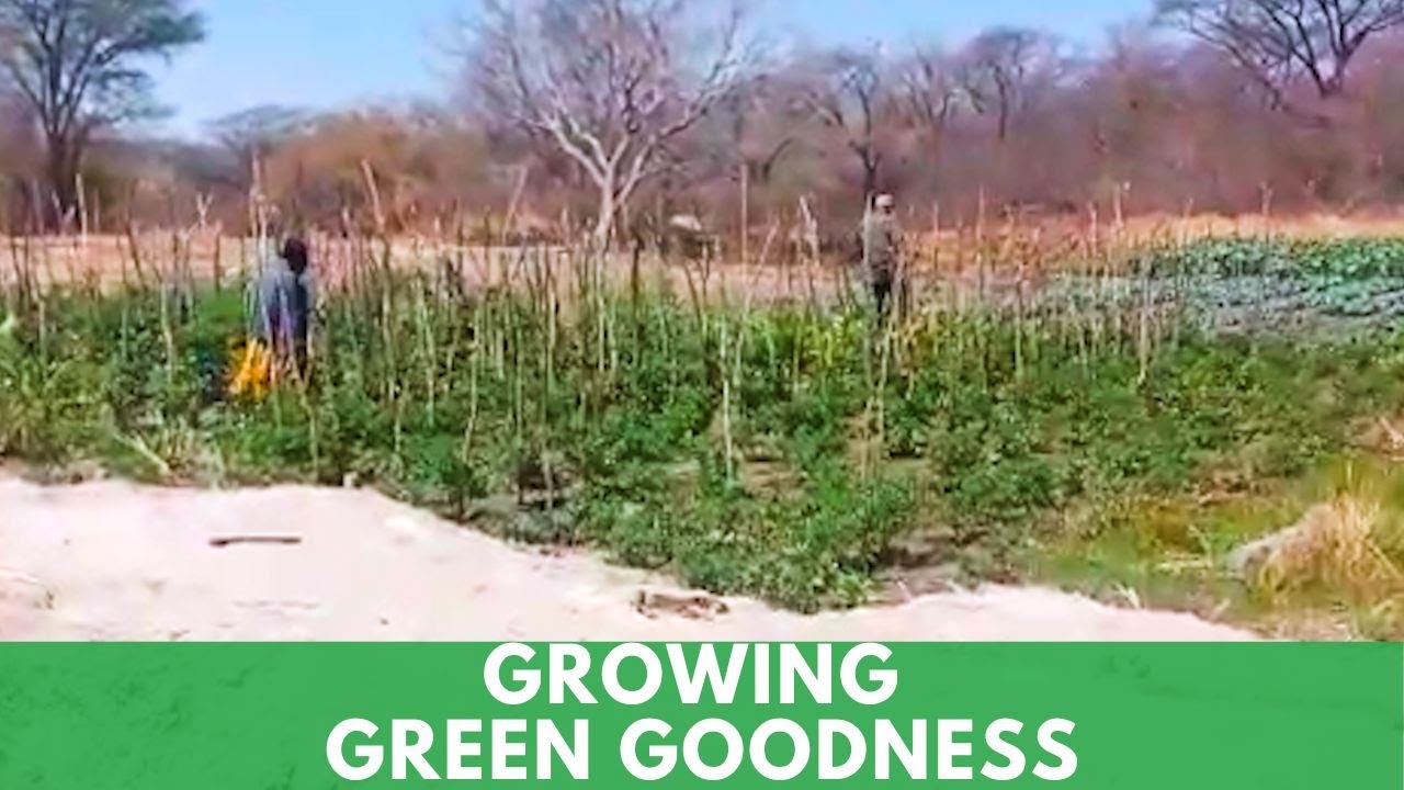 Paving the way forward for farming in Zambia YouTube