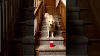 Golden Retriever's IMPOSSIBLE Staircase Trick Shot! 😲🥎 #shortsviral