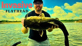 INVASIVE FLATHEAD catfish! What we KNOW. #catfish #catfishing