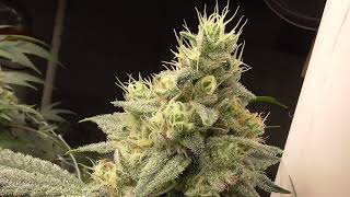 East Side OG Day 35