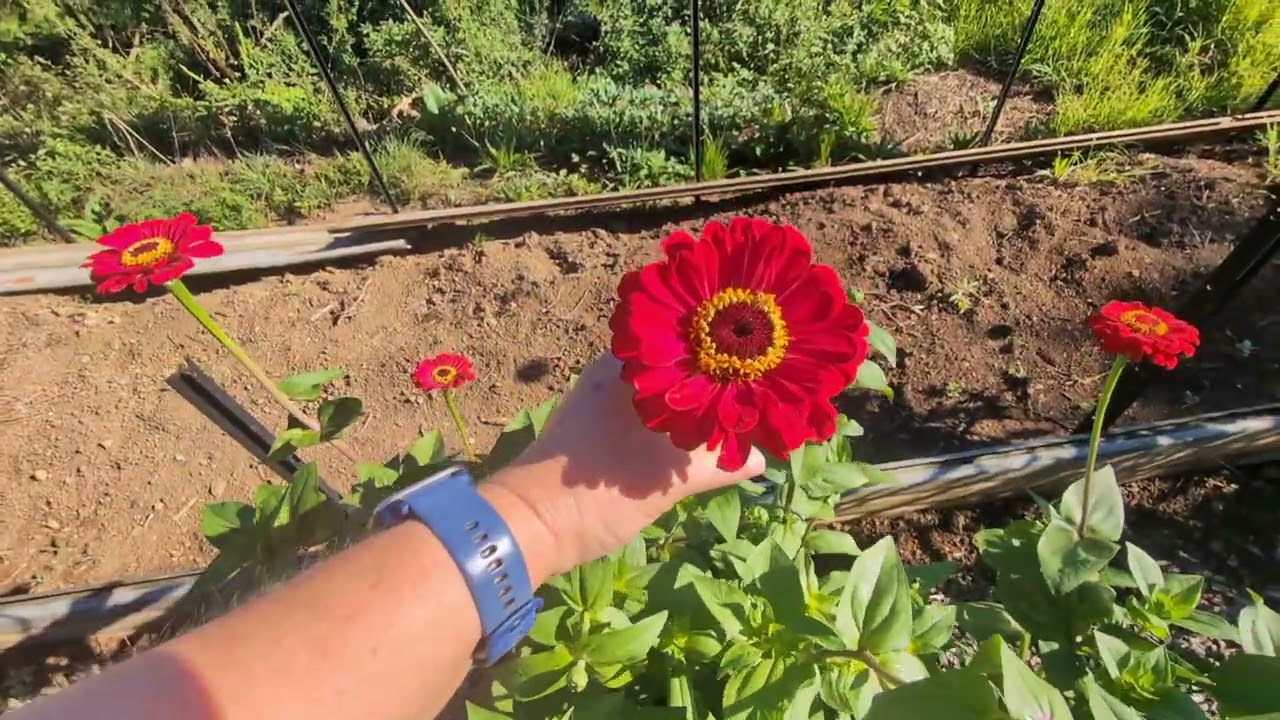 February 2026 Australian Flower Farm Tour on our Permaculture property 🌱