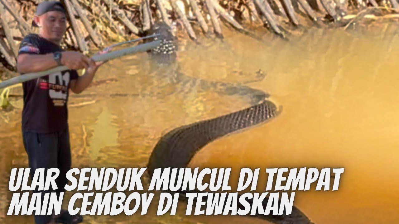Ular senduk dah sampai kawasan cemboy bermain , ini sangat membayakan guys…