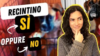 Come insegnare al cane a stare nel kennel