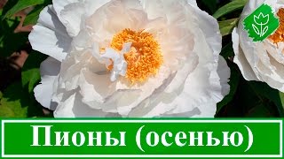 Цветы пионы – посадка и размножение пионов осенью; когда пересаживать пионы(Цветы пионы – описание. Посадка пионов в открытый грунт – когда сажать пионы. Посадка пионов осенью. Посадк..., 2016-05-23T12:55:11.000Z)