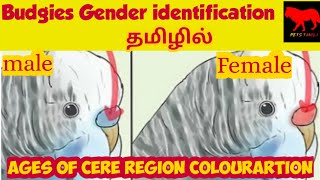 Budgies gender identification in tamil/petstamila/love birds/budgies/Tamil by Pets Tamila 115 views 3 years ago 3 minutes, 4 seconds