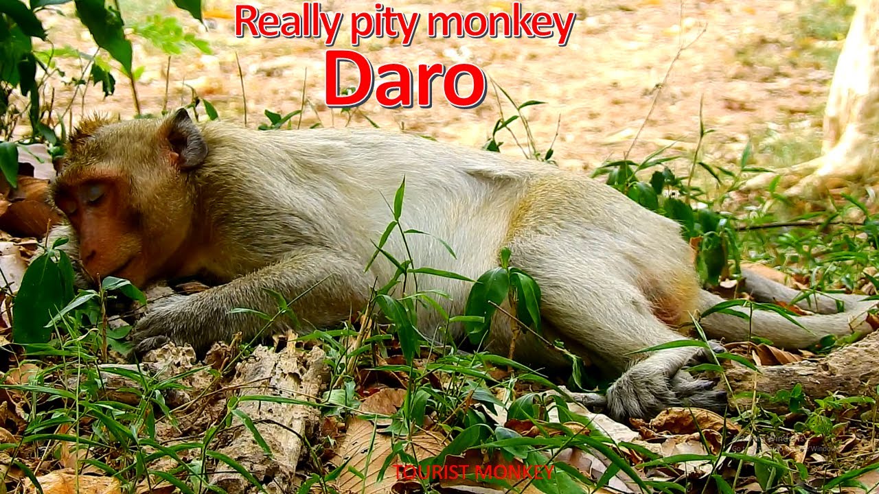 Heart Break to see monkey Daro walk so long way follow group member, His leg is broken so pity