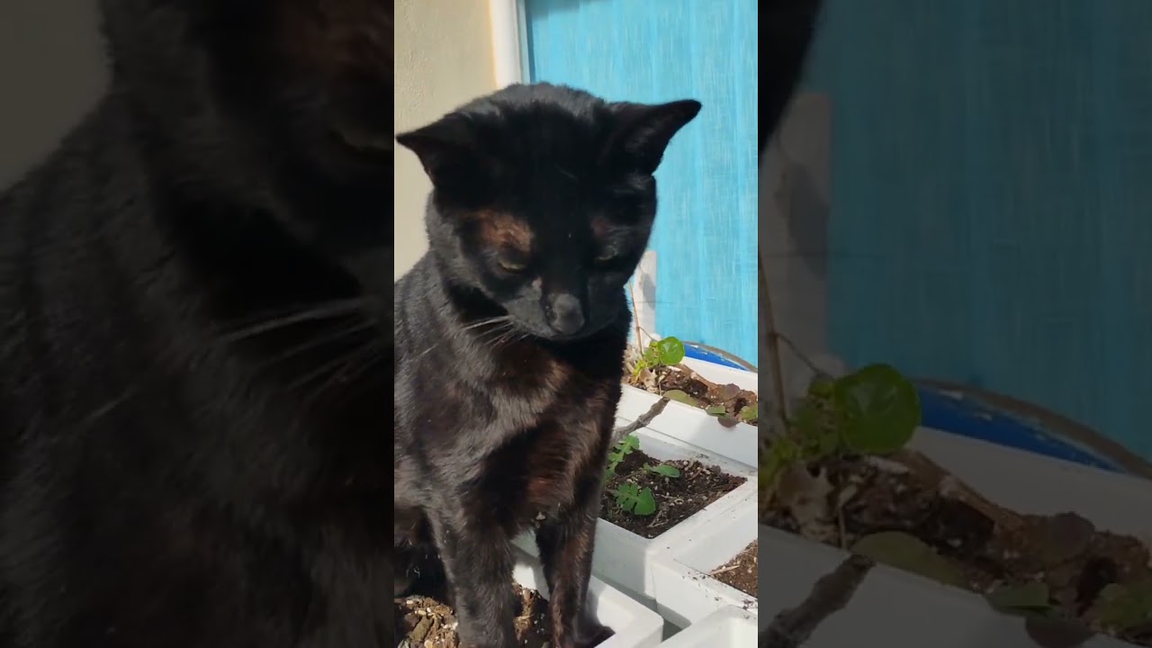 Good Morning from a Black Cat 🖤✨He gently bumped the camera — and my day started right