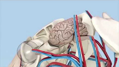 Animation to show the changes in the pituitary gla...