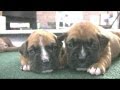 Boxer Puppies Start To Walk (in HD)