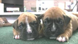 Boxer Puppies Start To Walk (in HD)