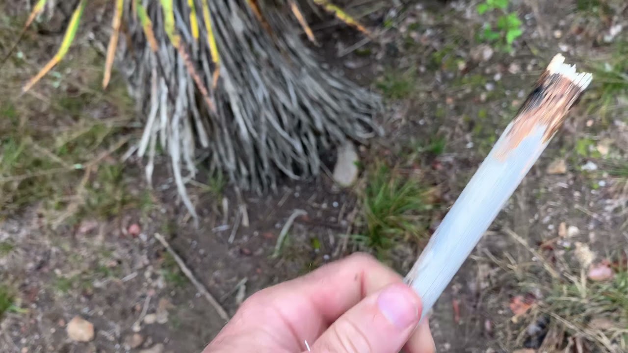 Primitive Fire Resources Using Yucca