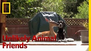 Official Preview | Unlikely Animal Friends