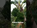 Madote Malongo Madote Malongo