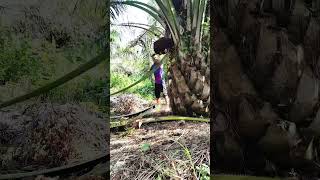 kombati og harvesting sa palm oil