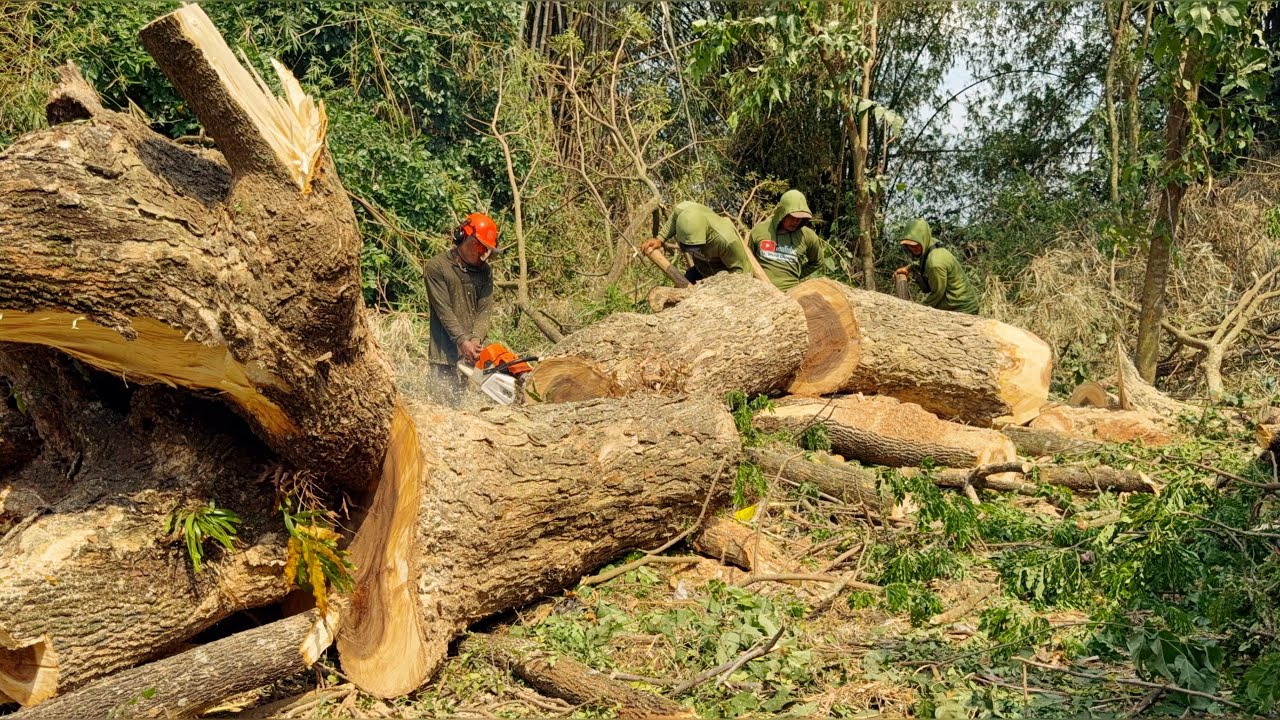 Hidden Danger! Felling a Giant Old Tree Surrounded by Thorns!