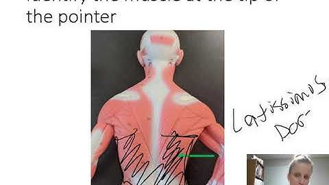 Muscles and Joints: Practice lab exam