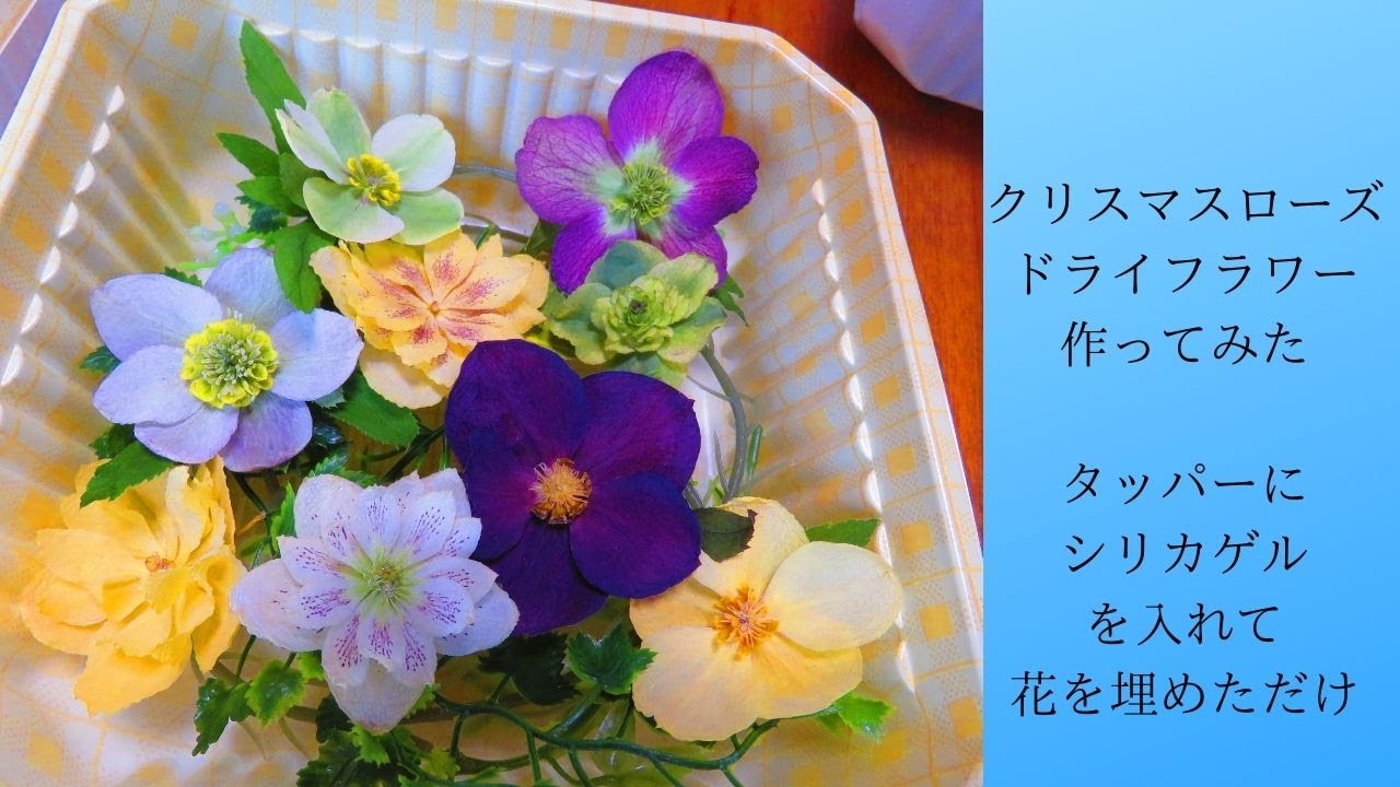 クリスマスローズのドライフラワーシリカゲルで作ってみた Youtube