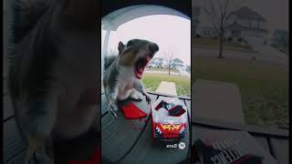 Squirrel chip 🫣 #viral #memes #funny #relatable #funnymemes #cute #viralmemes