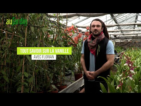 Vidéo: Cultiver des orchidées à la vanille : conseils pour l'entretien des orchidées à la vanille