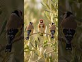 A beautiful birds nest video #birds #nest #birdsounds #nature #animals #wildlife