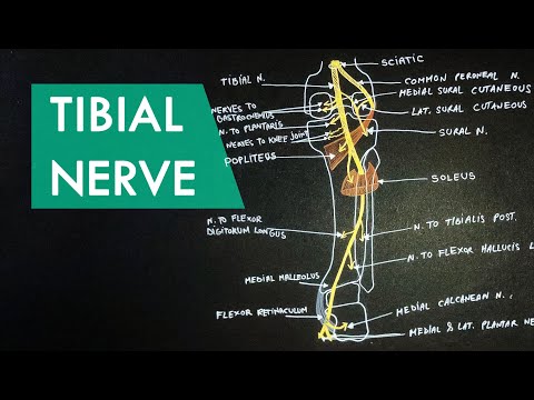 Tibial Nerve | Anatomy Tutorial