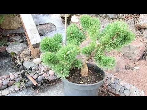 СОСНА ГОРНАЯ ЯКОБСОН